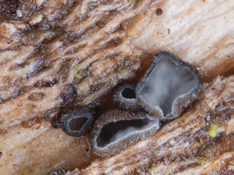 Mollisia ligni
